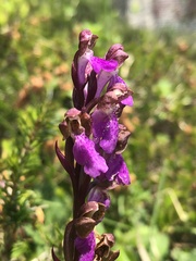 Orchis spitzelii