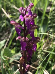 Orchis spitzelii