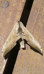 Pseudoclanis postica