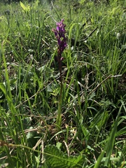 Orchis spitzelii