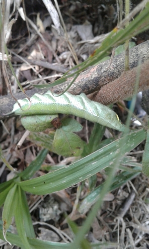 Mulberry Hawkmoth