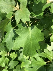 Hydrangea quercifolia