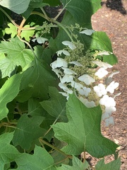 Hydrangea quercifolia