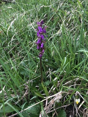 Orchis spitzelii