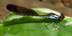 Heliocypha biforata