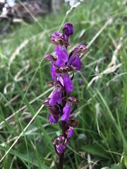 Orchis spitzelii