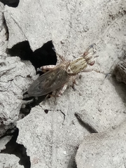 Salticella fasciata