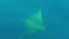 Mobula tarapacana