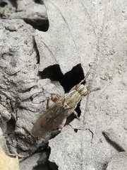 Salticella fasciata