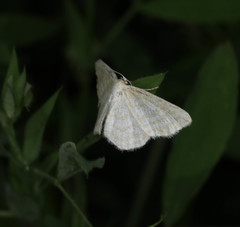 Idaea pallidata