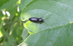 Hemicrepidius hirtus