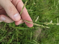 Urochloa mosambicensis