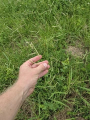 Urochloa mosambicensis