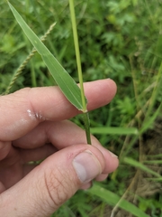 Urochloa mosambicensis