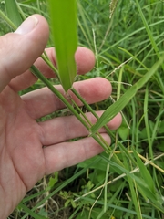 Urochloa mosambicensis