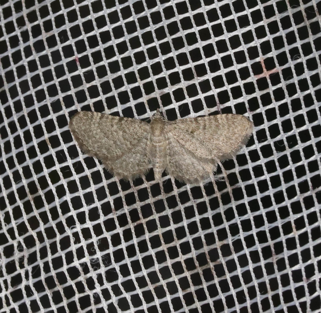 Lead-coloured Pug