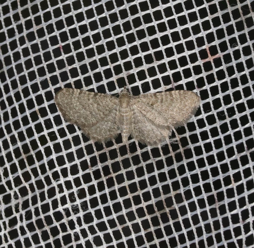 Lead-coloured Pug