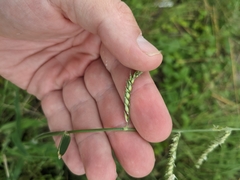 Urochloa mosambicensis