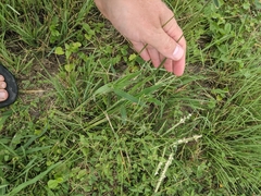 Urochloa mosambicensis