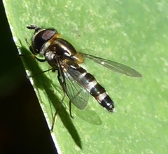 Betasyrphus