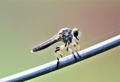 Ommatius ouachitensis