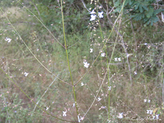 Hypenia salzmannii