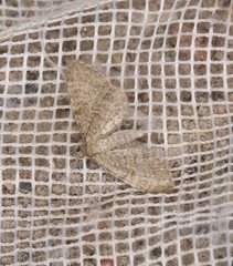 Eupithecia plumbeolata