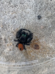 Phidippus ardens