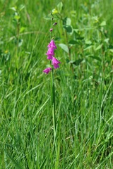 Gladiolus palustris