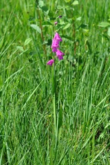 Gladiolus palustris