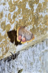 Chrysocraspeda nigribasalis