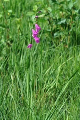 Gladiolus palustris