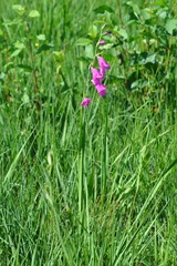 Gladiolus palustris