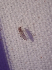 Chaoborus astictopus