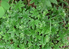 Alchemilla plicatula