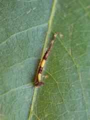 Furcula scolopendrina