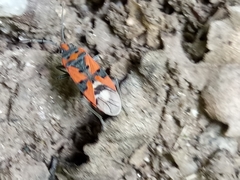 Lygaeus equestris lactans