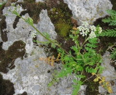 Mutellina purpurea