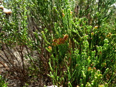 Passerina paleacea