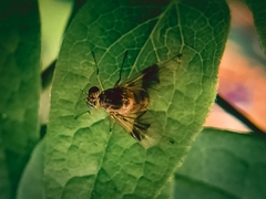 Chrysopilus quadratus