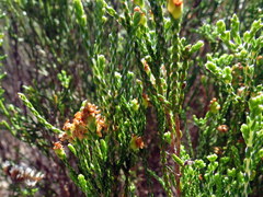 Passerina paleacea