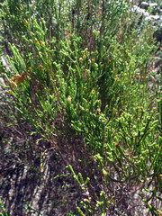 Passerina paleacea