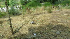 Columba livia domestica