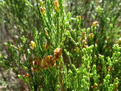 Passerina paleacea