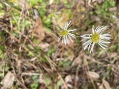 Erigeron vernus