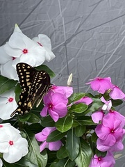 Papilio palamedes image