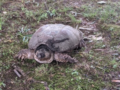 Chelydra serpentina