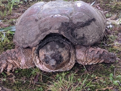 Chelydra serpentina