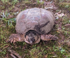 Chelydra serpentina