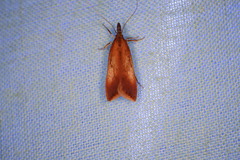 Dichomeris ustalella